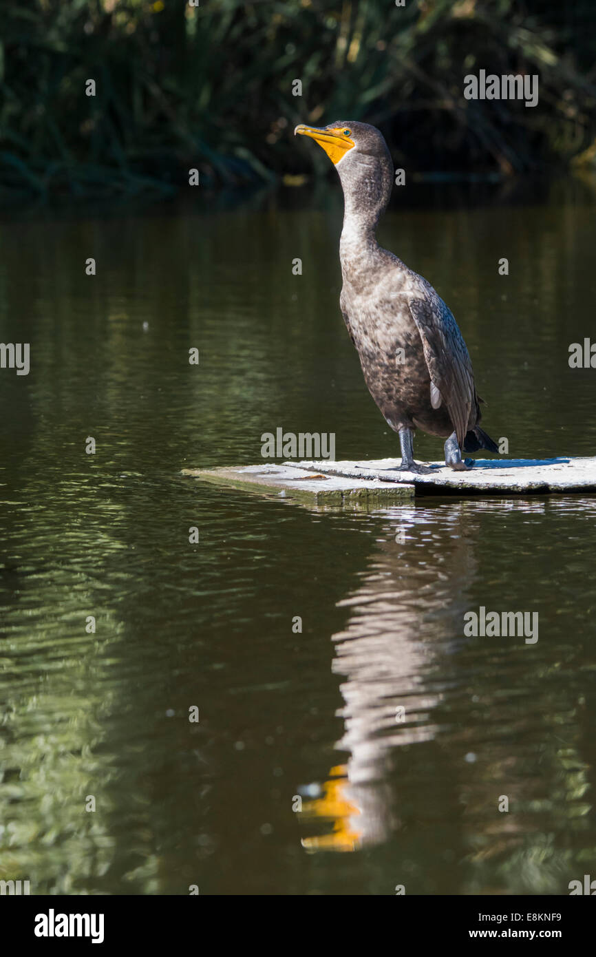 Cormorant at Neary Lagoon. Stock Photo