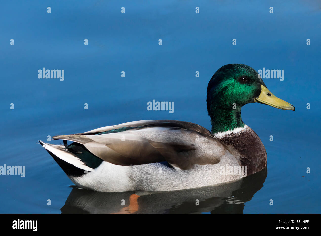 Mallard duck at Neary Lagoon Stock Photo
