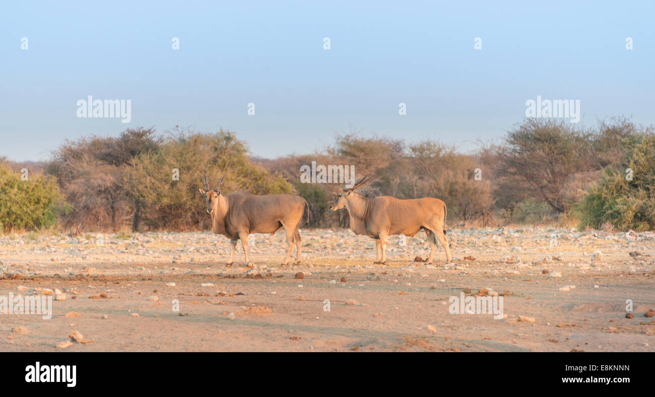 Two elands (Taurotragus oryx), Chudop water hole, Etosha National Park, Namibia Stock Photo