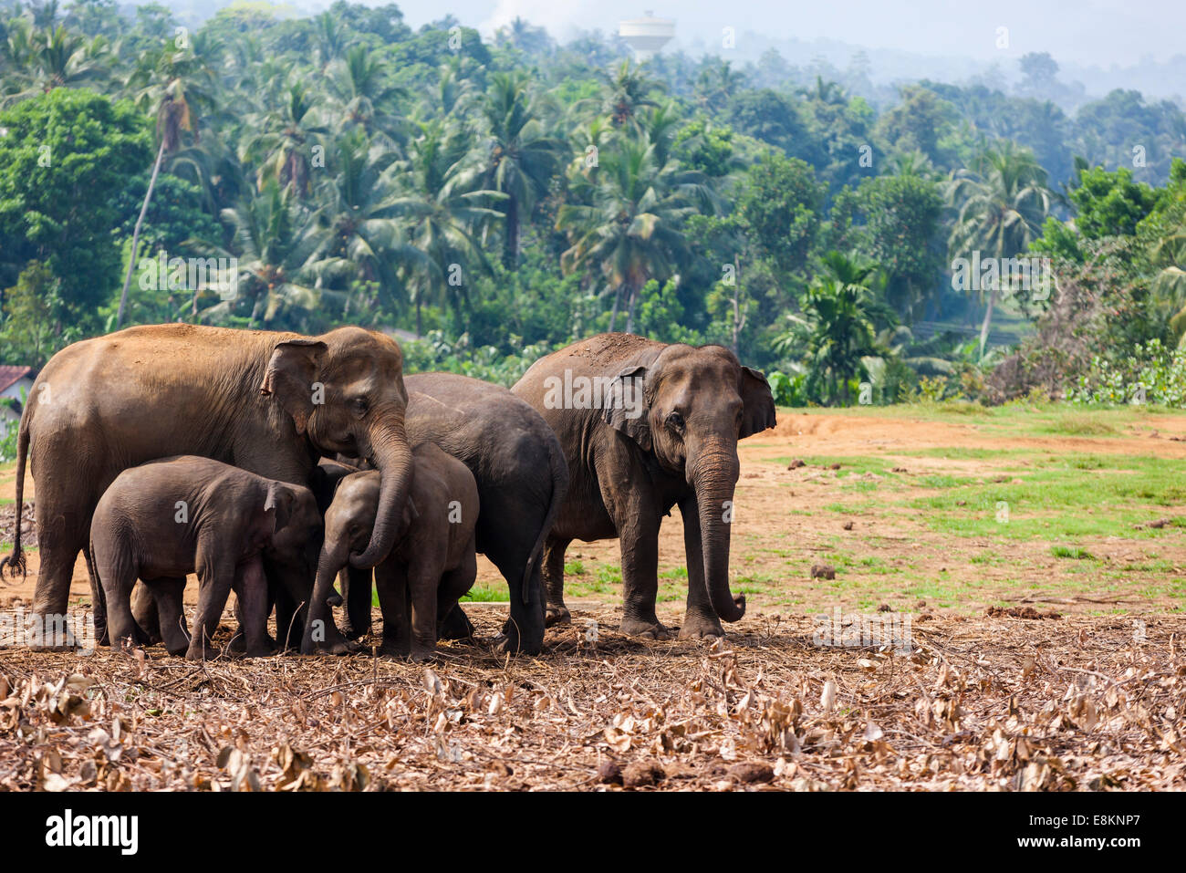 Asian elephants (Elephas maximus) feeding in the Pinnawela Elephants Orphanage, Pinnawela, Sri Lanka Stock Photo