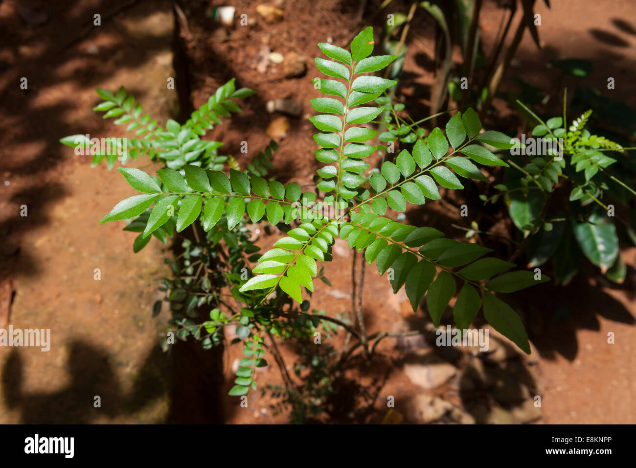 Curry leaves, Sri Lanka Stock Photo Alamy
