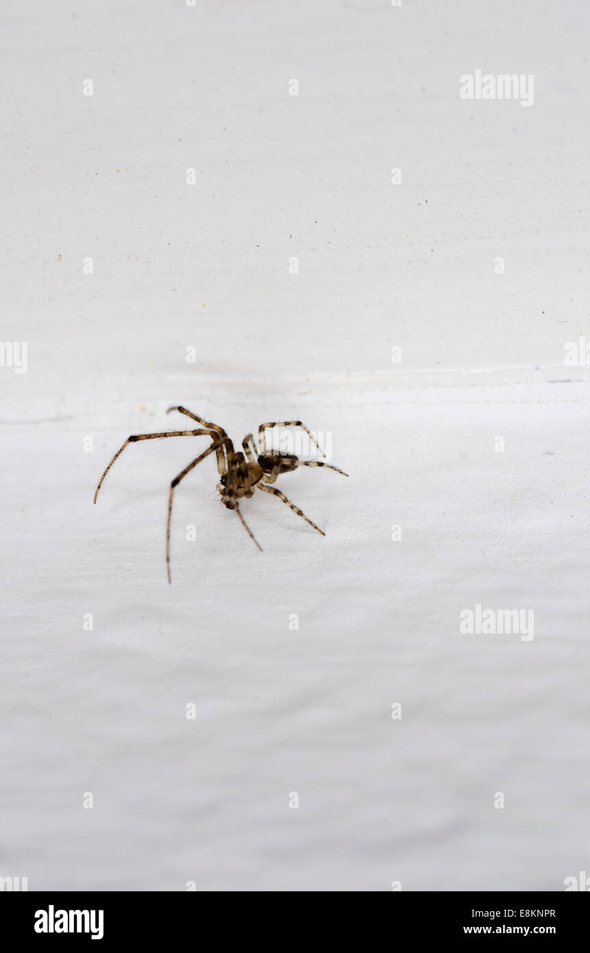 Small house spider (Araneus diadematus), 10mm, crawling on wallpaper Stock Photo