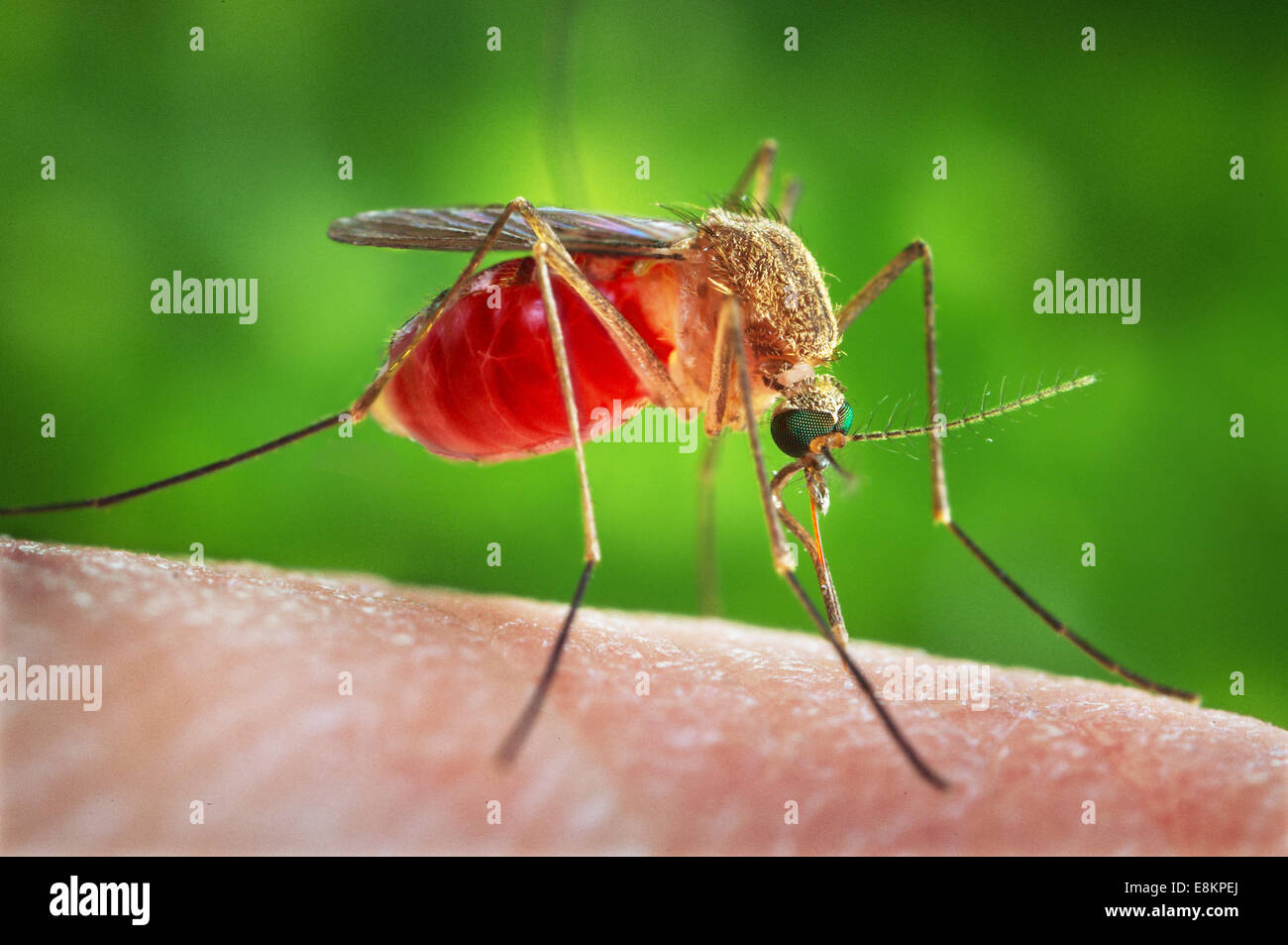 This is an enlarged view of Culex quinquefasciatus mosquito that had landed upon skin of human host, as was about to insert its Stock Photo