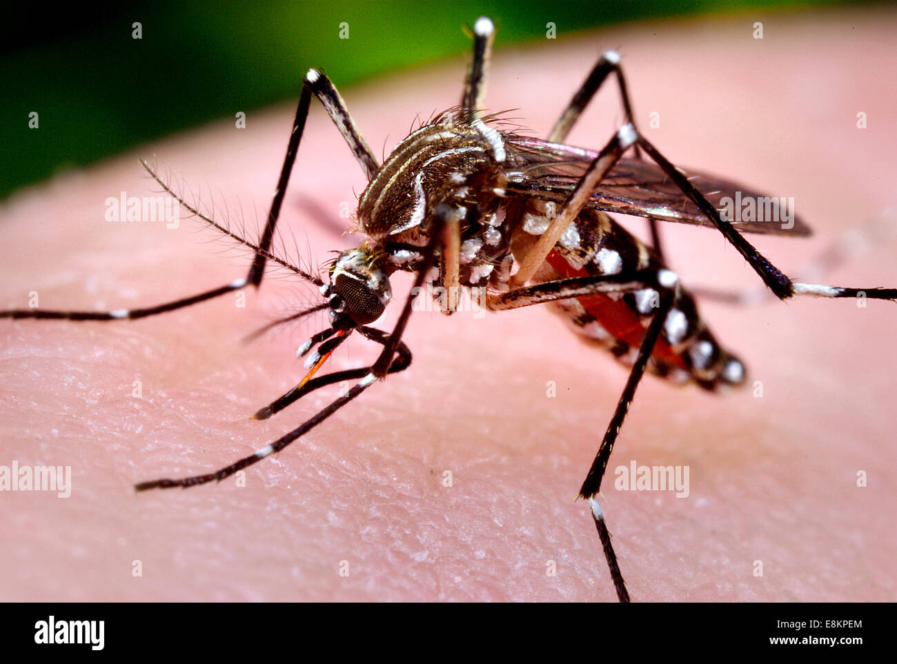 This photograph depicted female Aedes aegypti mosquito while she was in process of acquiring blood meal from her human host, Stock Photo