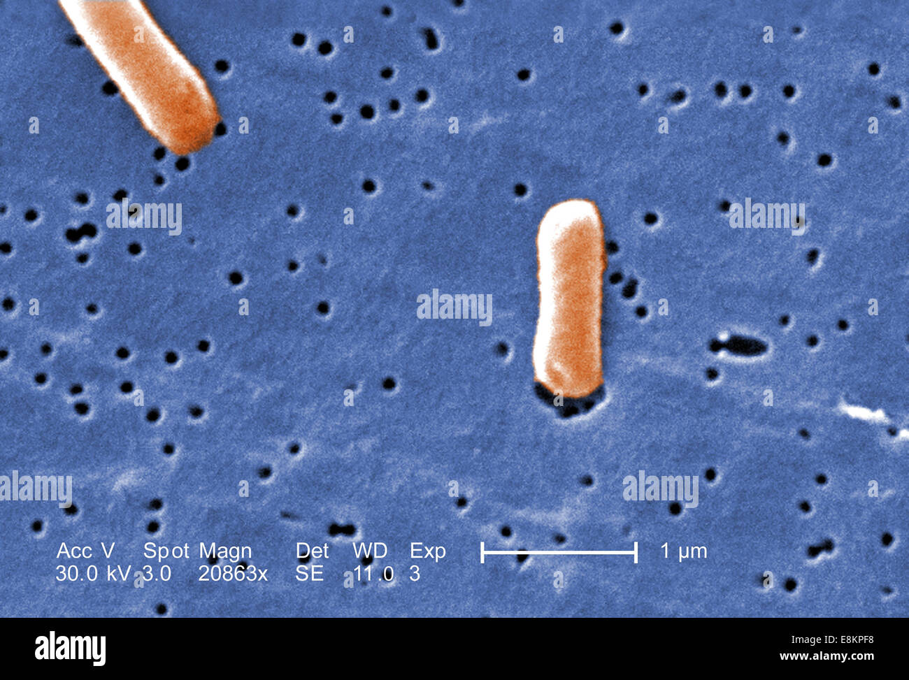 Rod shaped bacteria hires stock photography and images Alamy
