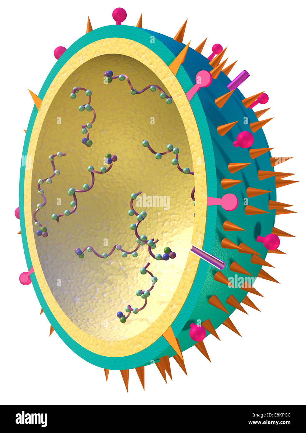 3-D illustration of a flu virus. Stock Photo