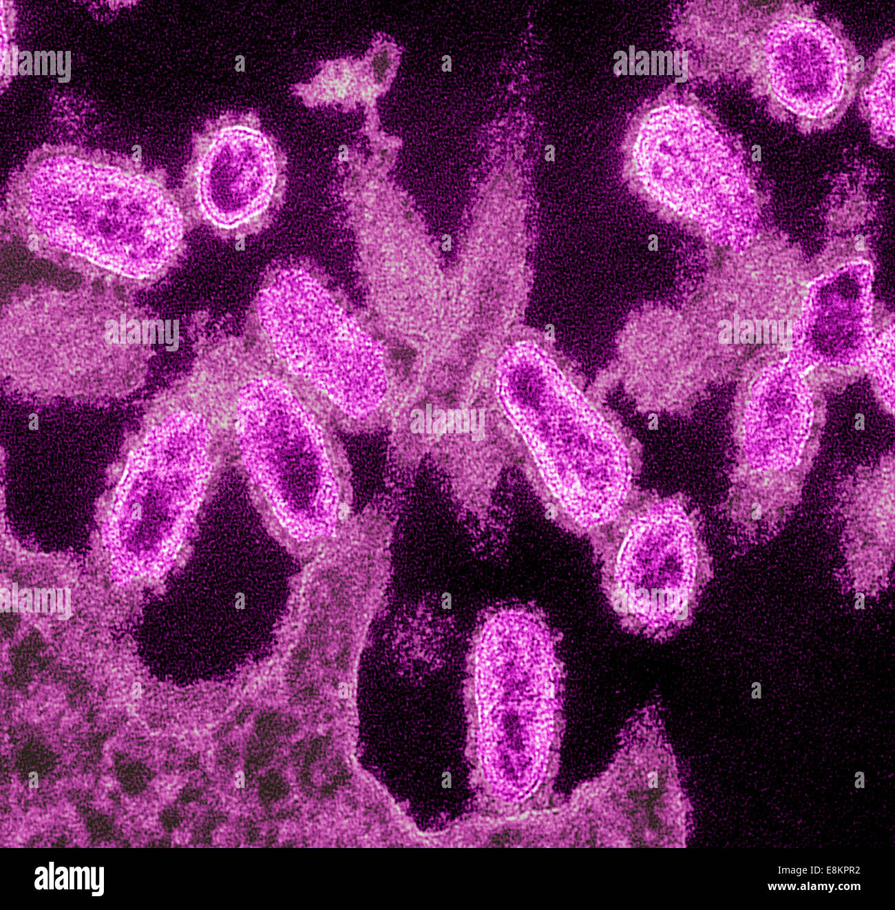 Transmission electron microscopy cells hires stock photography and images Alamy