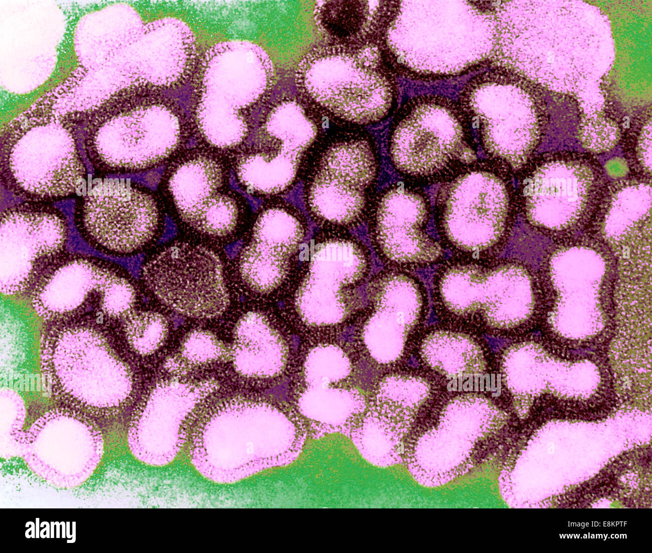 This colorized transmission electron micrograph (TEM) depicts numbers of influenza virions while in their late passage growth Stock Photo
