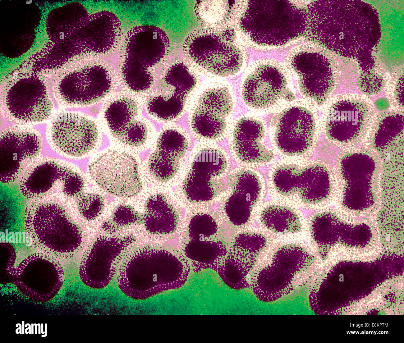 This colorized transmission electron micrograph (TEM) depicts numbers of influenza virions while in their late passage growth Stock Photo