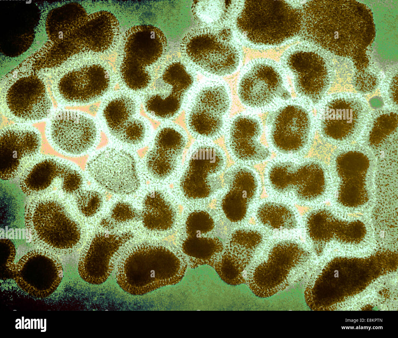 This colorized transmission electron micrograph (TEM) depicts numbers of influenza virions while in their late passage growth Stock Photo
