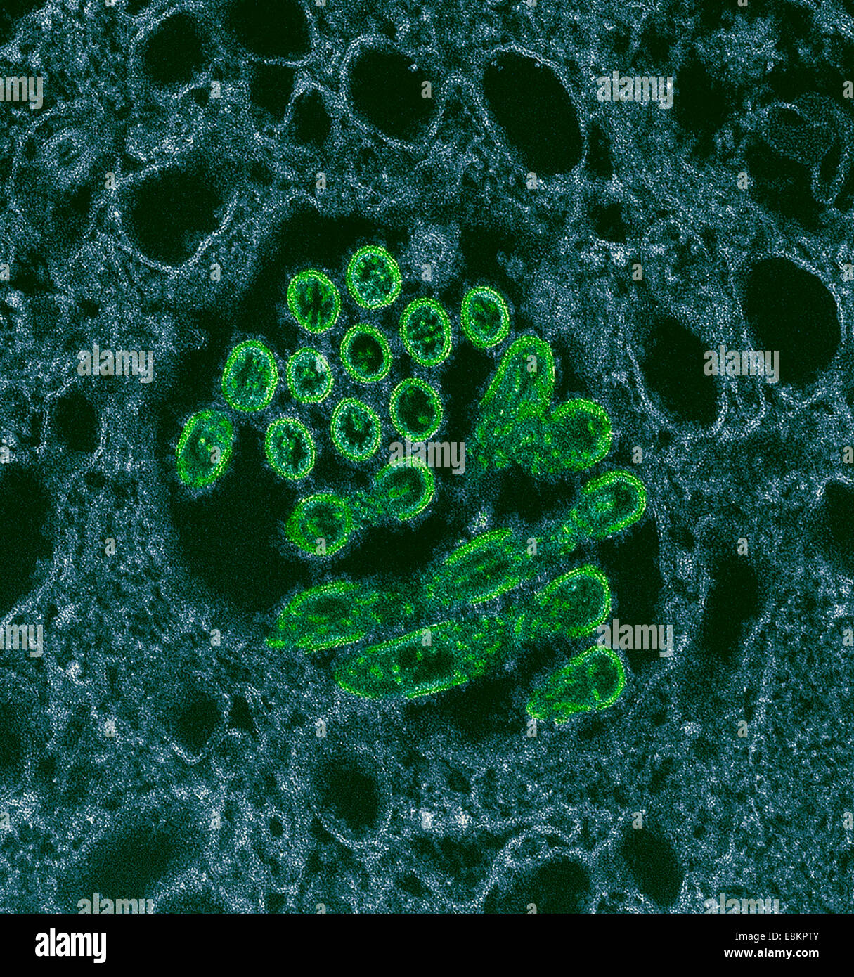 This colorized transmission electron micrograph (TEM) revealed presence of number of Novel H1N1 virus virions in this tissue Stock Photo