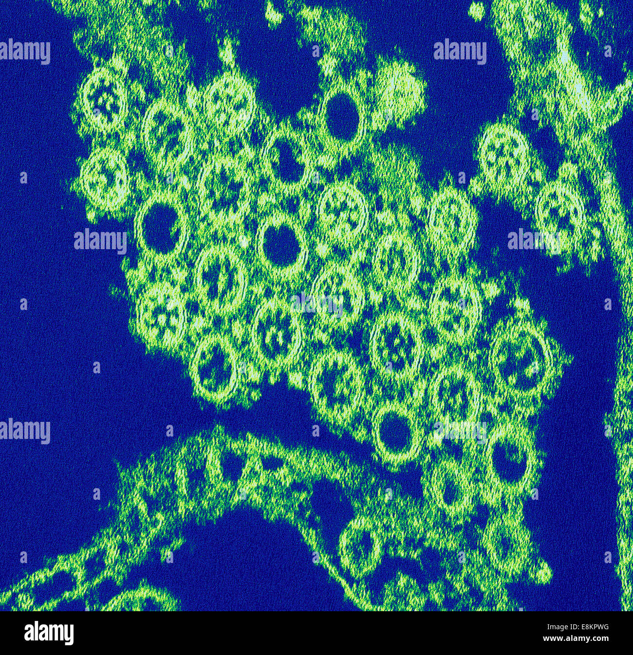 Magnified hires stock photography and images Alamy