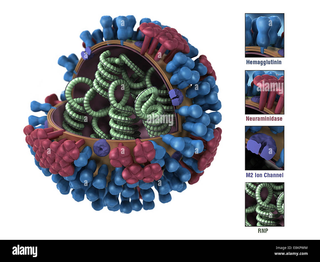 On white background, this illustration provides 3D graphical representation of generic influenza virions ultrastructure, and Stock Photo