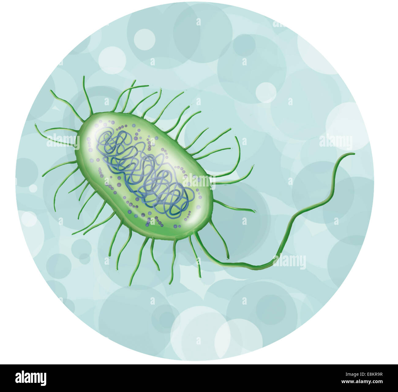 Intestinal bacterium. Stock Photo