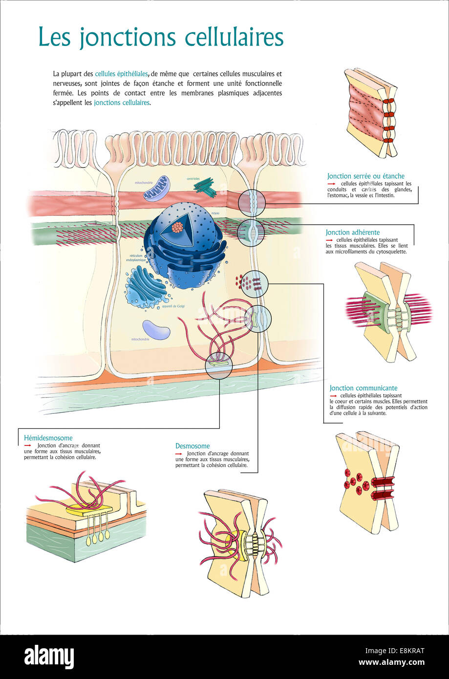 Cell junctions : tight junction (or occluding), adherens junction, gap junction, desmosome and hemidesmosome. Stock Photo