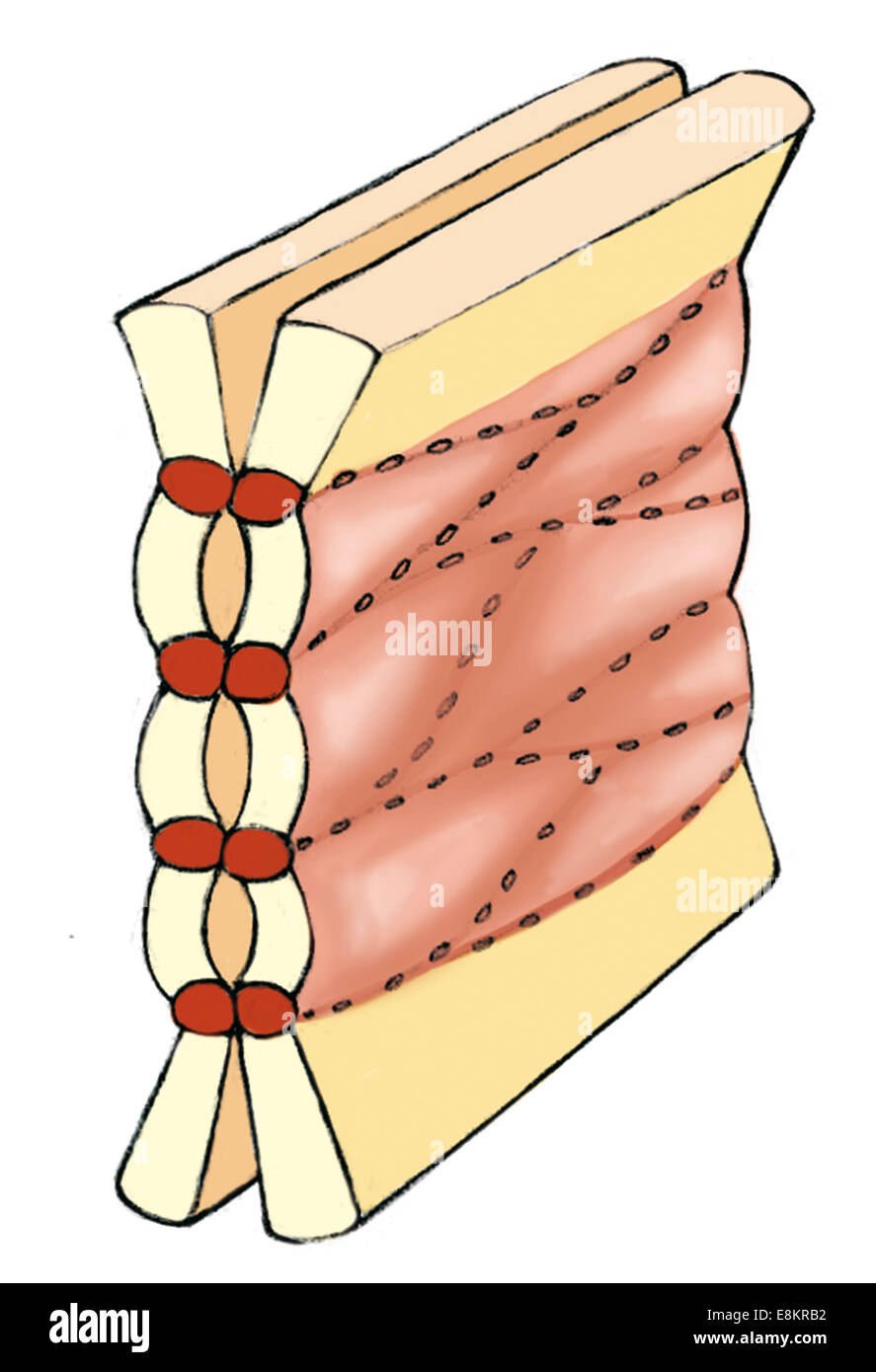 Cell junctions tight junction (or occluding Stock Photo Alamy