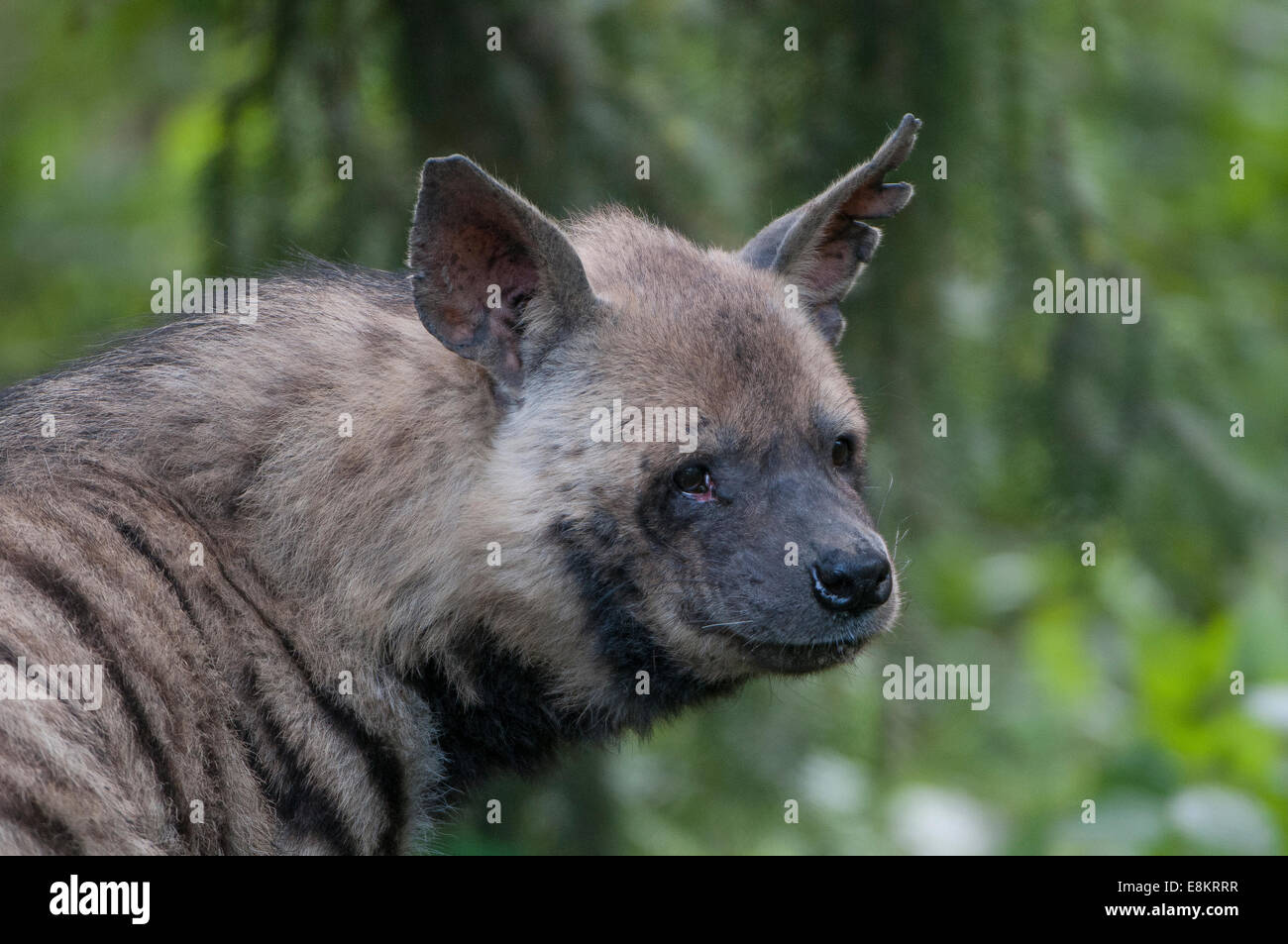 Streienhyaene,Striped hyena,Hyaena hyaena, Stock Photo