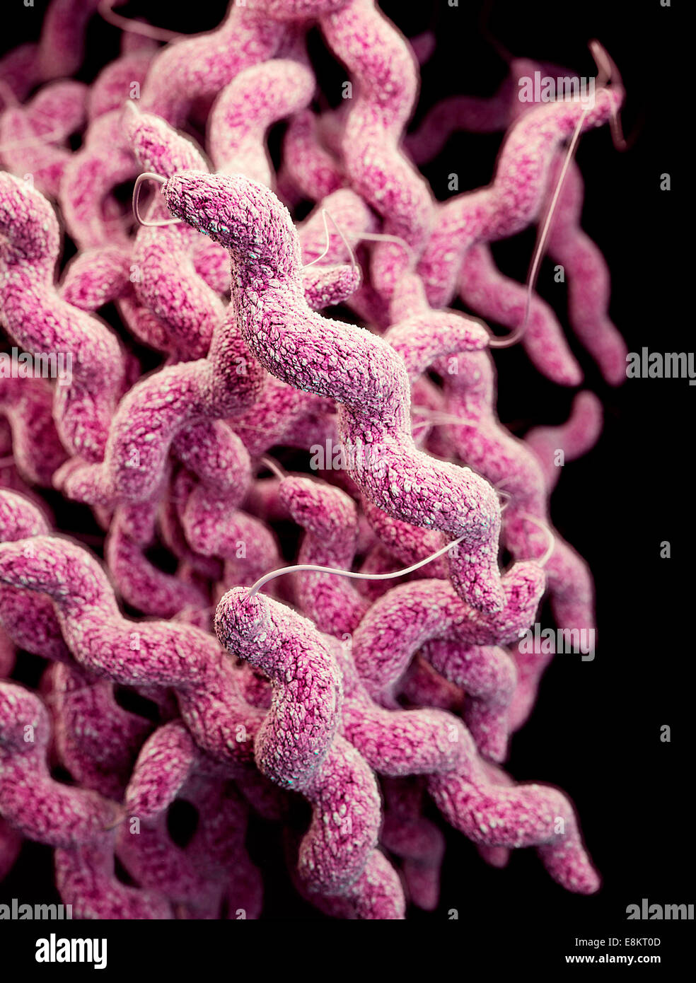 This illustration depicts three-dimensional (3D) computer-generated image of cluster of drug-resistant Campylobacter bacteria, Stock Photo