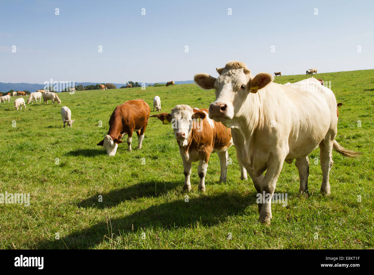 Brown and white dairy cows and bulls in pasture Stock Photo - Alamy