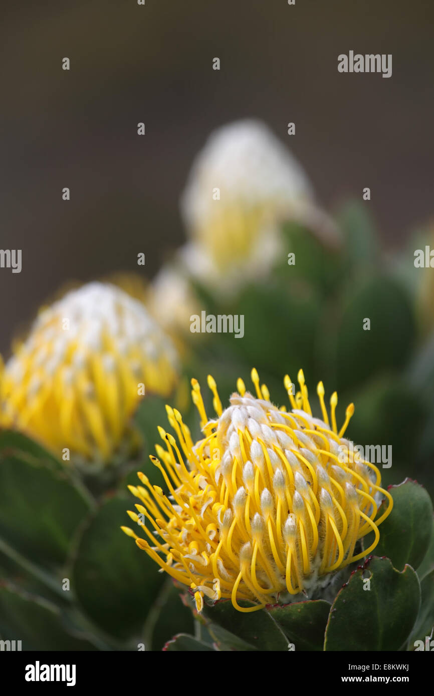 Tree Pincushion (Leucospermum conocarpodendron) in the Table Mountain National Park on the Cape Peninsula, South Africa. Stock Photo