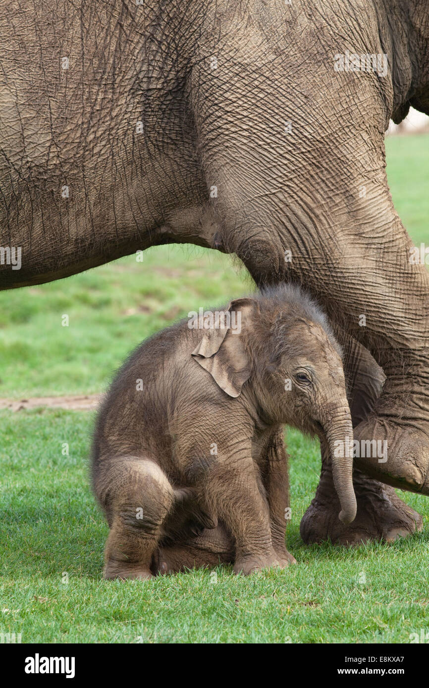 Asian, or Indian, Elephants (Elephas maximus). Twenty days old calf beneath front legs of mother Azizah. Whipsnade Zoo. ZSL. Stock Photo