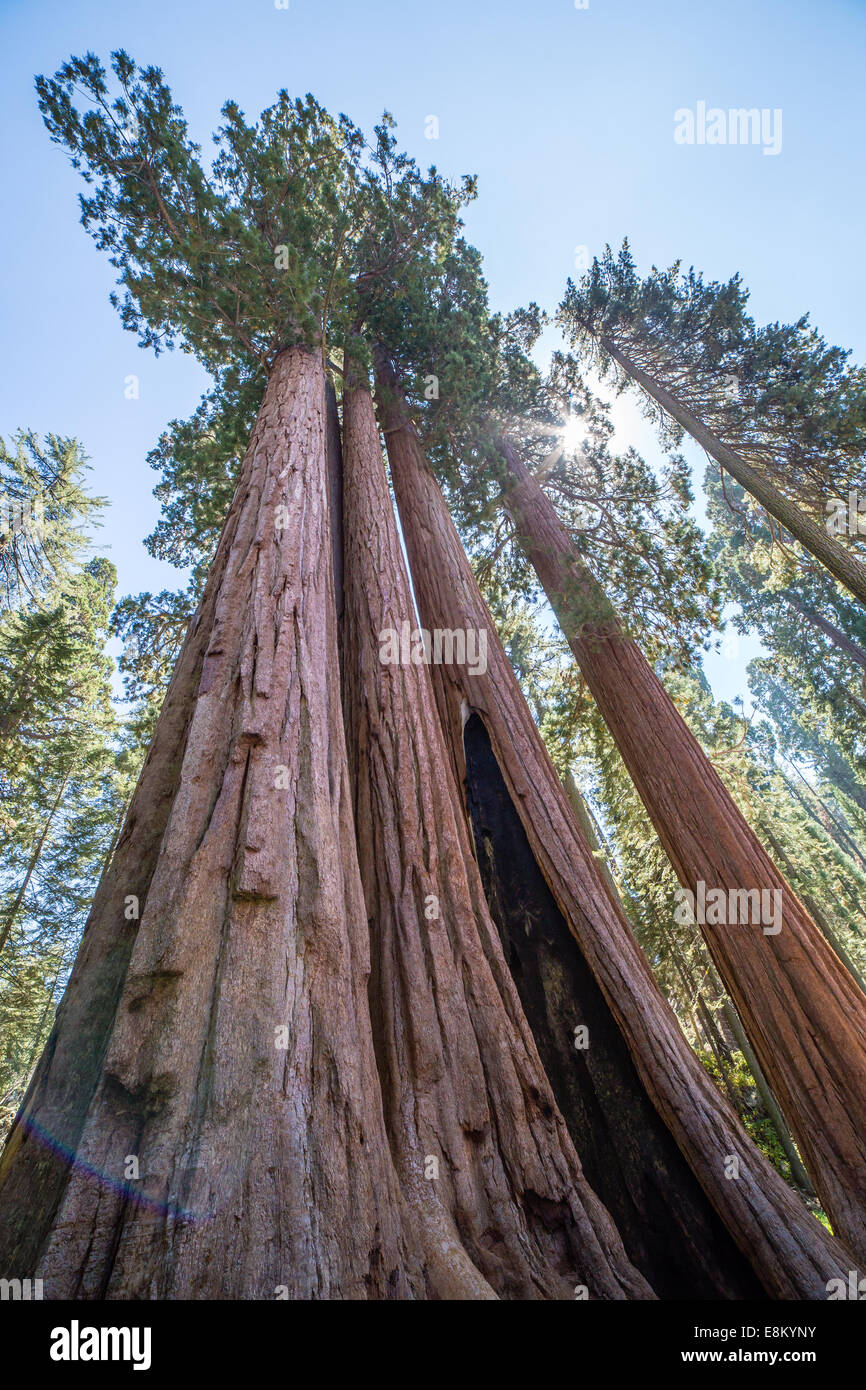 Giant sequoia trees in the Sequoia National Park, California, USA Stock Photo