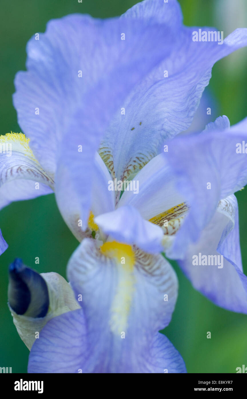 Pure blue Iris flower. Iris is a genus of 260–300 species of flowering plants with showy flowers. Greek word for a rainbow Stock Photo
