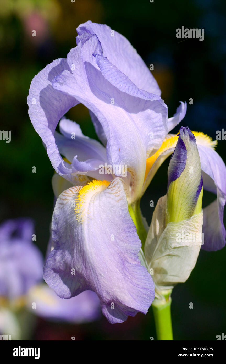 Lilac blue Iris flower. Iris is a genus of 260–300 species of flowering plants with showy flowers. Greek word for a rainbow Stock Photo