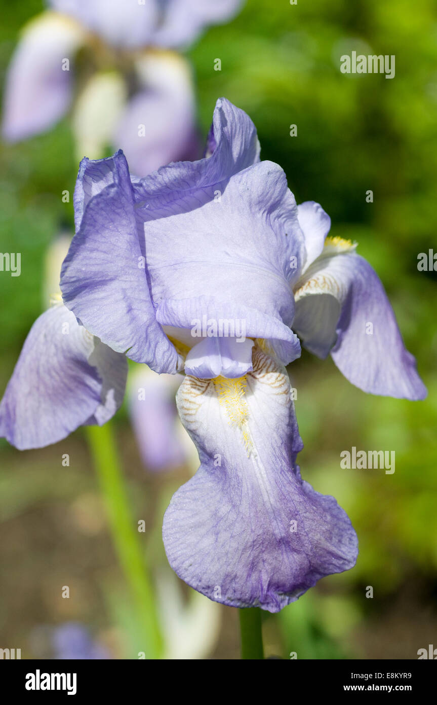 Pure blue Iris flower. Iris is a genus of 260–300 species of flowering plants with showy flowers. Greek word for a rainbow Stock Photo