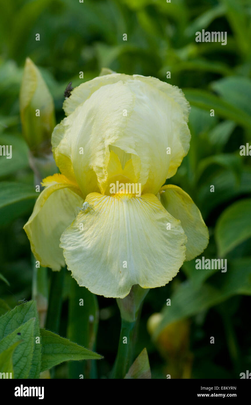 Yellow Iris flower. Iris is a genus of 260300 species of flowering