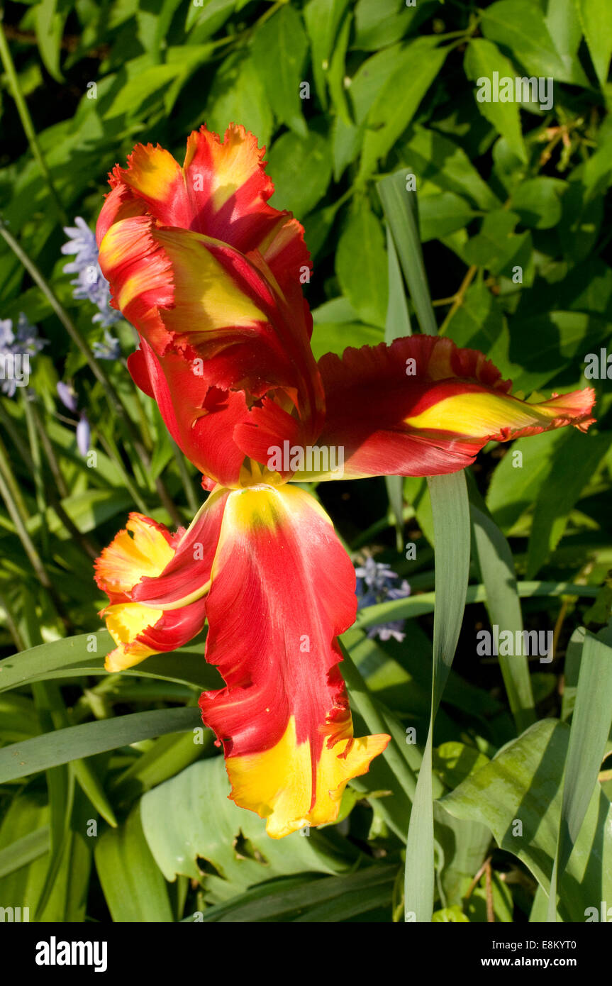 Ornamental yellow red Tulip flower. Variegated colors produced by Tulip Breaking Virus. The tulip is a perennial, Stock Photo
