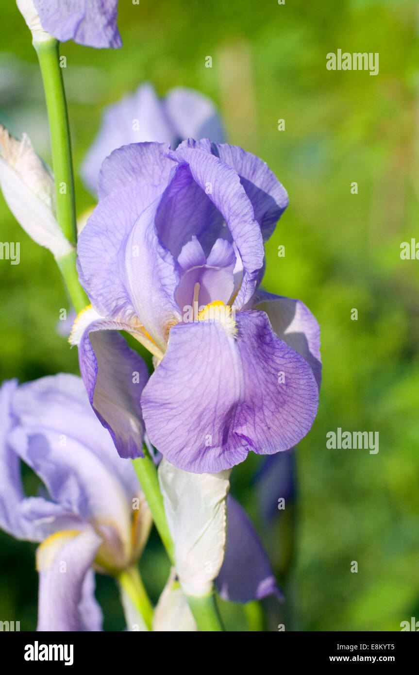 Lilac blue Iris flower. Greek word for a rainbow Stock Photo