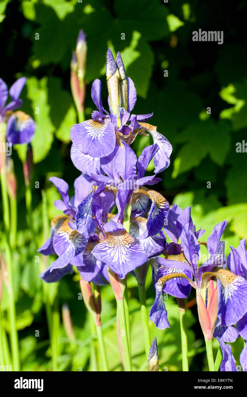 Blue Iris flowers Stock Photo