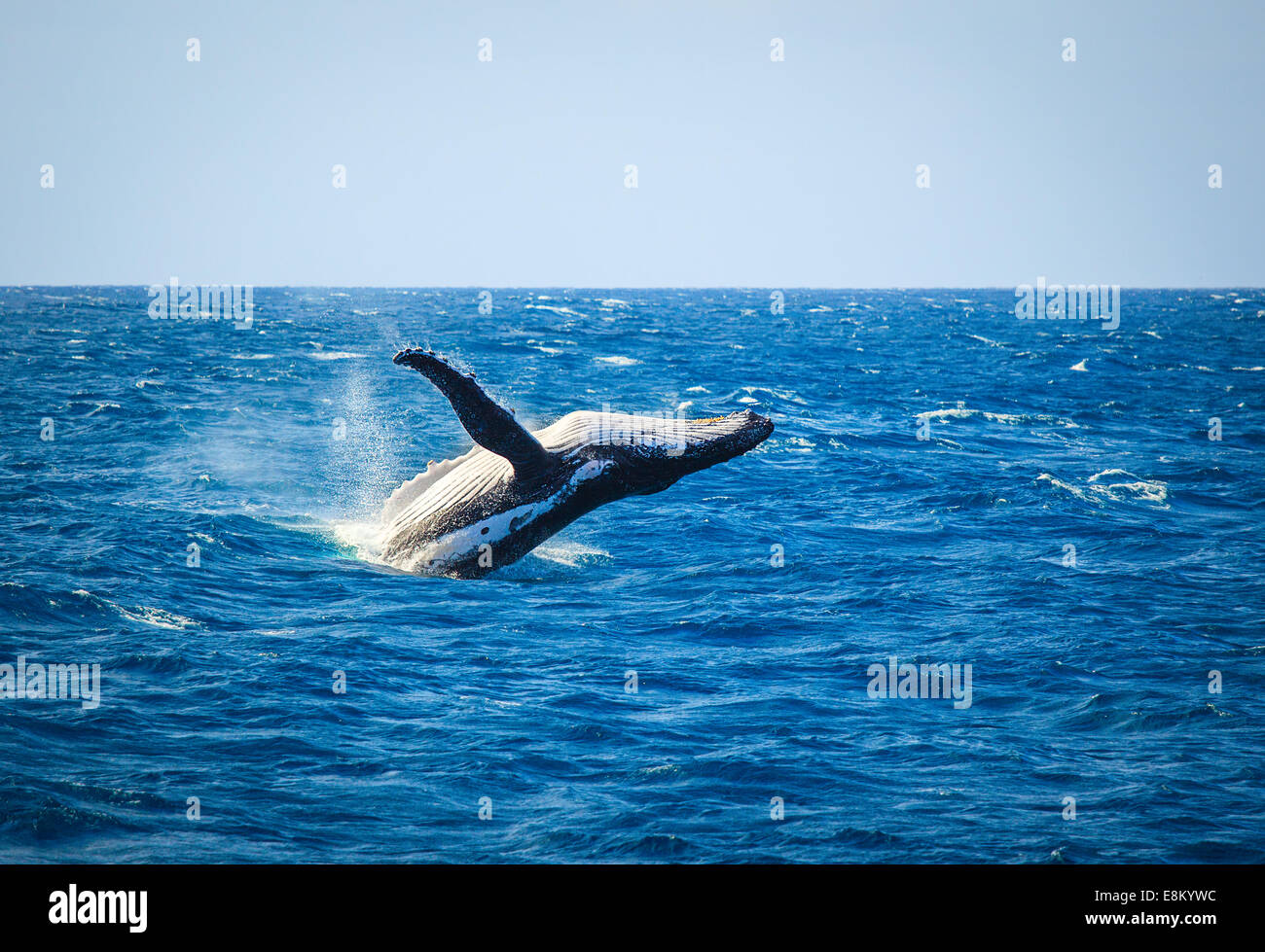 Whale breaching Stock Photo