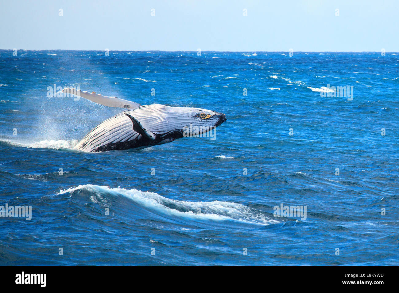 Whale breaching Stock Photo