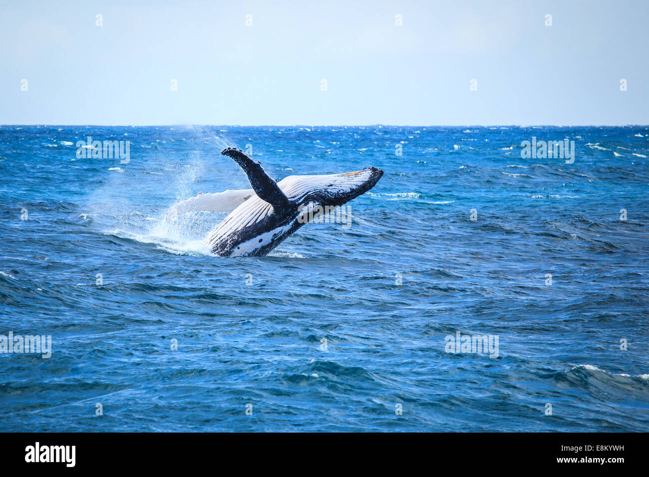 A hump back whale breaching in the Atlantic Ocean Stock Photo
