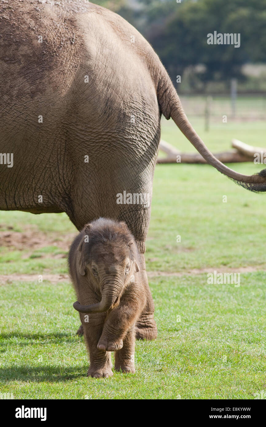 Asian, or Indian, Elephants (Elephas maximus). Cow and three weeks old calf.  Whipsnade Zoo. ZSL. Bedfordshire. UK. Stock Photo