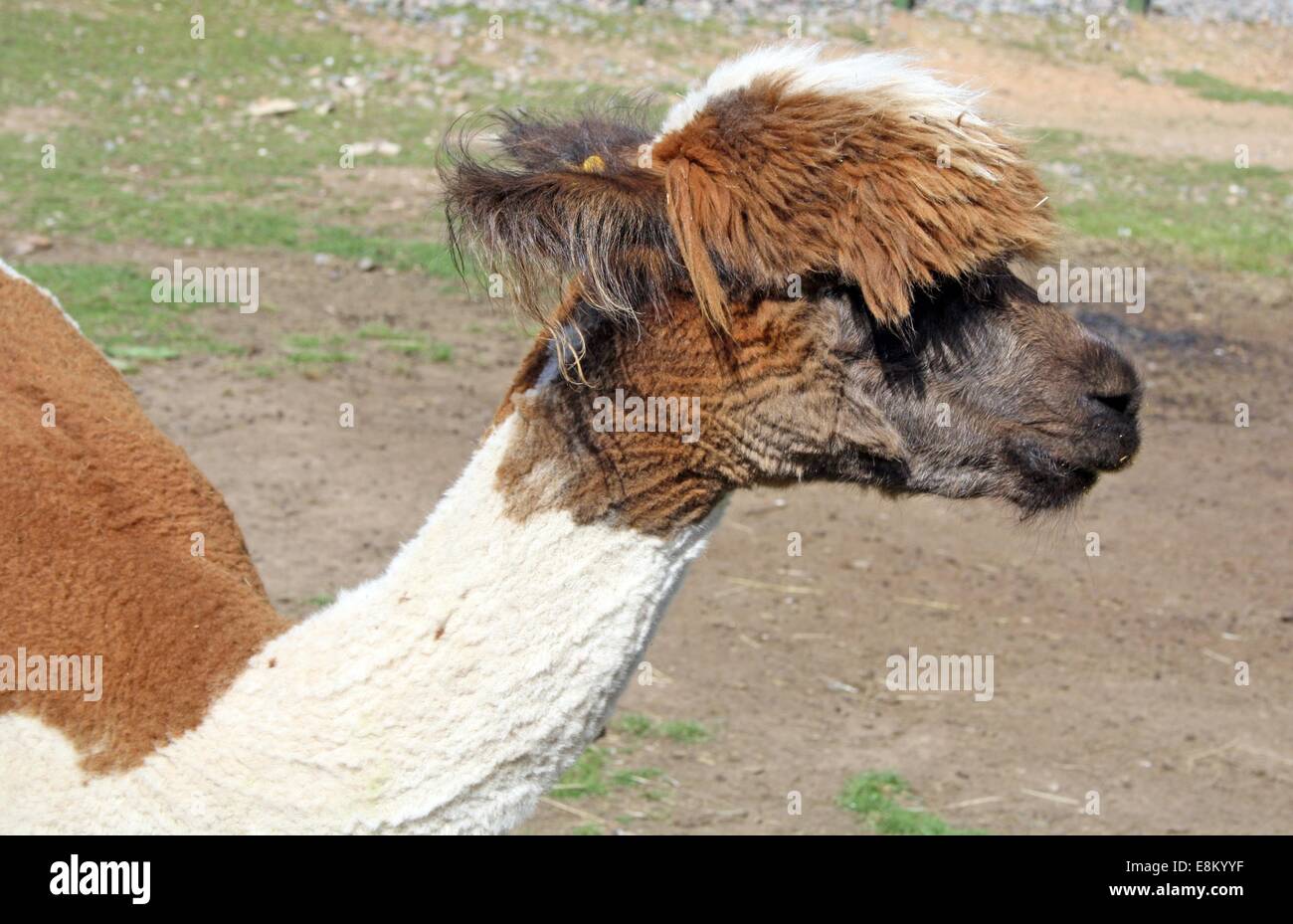 stunning llama Stock Photo