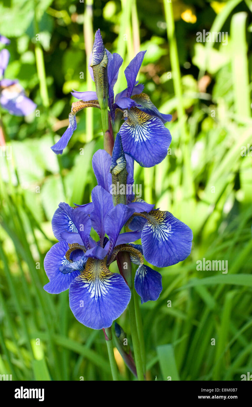 Blue Iris flower Stock Photo