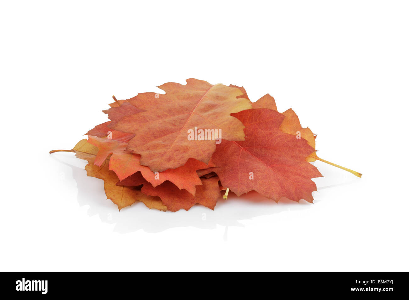 red oak autumn leaves, isolated on white background Stock Photo - Alamy