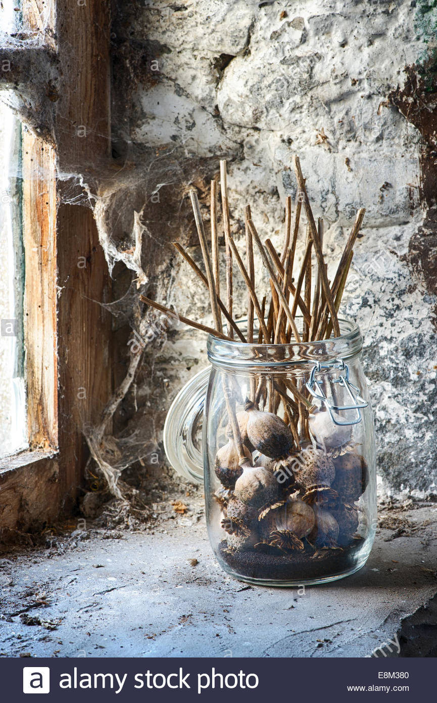 Poppy Seed Pods Stock Photos & Poppy Seed Pods Stock Images Alamy