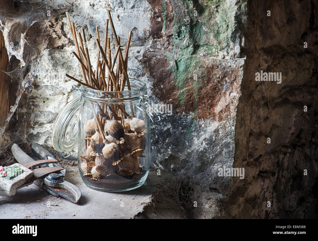 Collected Dried Poppy seed pods in a glass jar on a shed window ledge