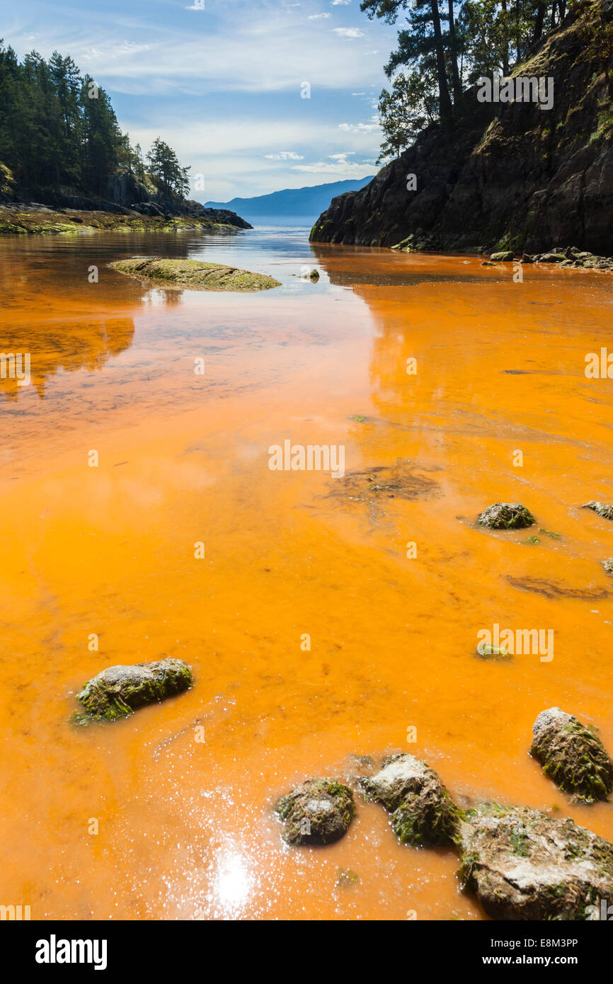 Algal bloom on the ocean. At Sechelt In British Columbia on Canada's west coast a concentration of algae makes the water orange. Stock Photo