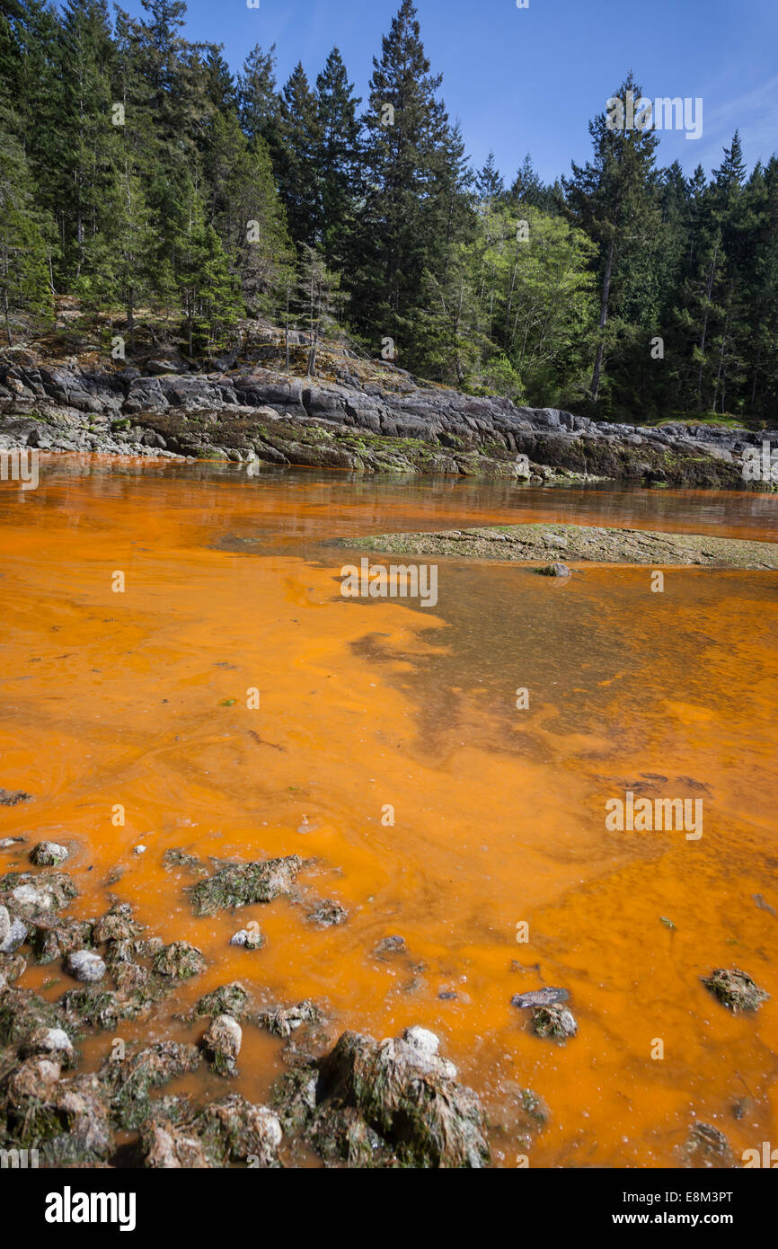 Algal bloom on the ocean. At Sechelt In British Columbia on Canada's west coast a concentration of algae makes the water orange. Stock Photo