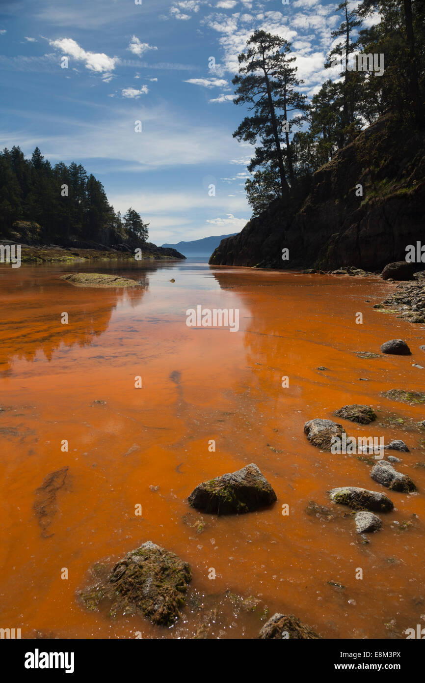 Algal bloom on the ocean. At Sechelt In British Columbia on Canada's west coast a concentration of algae makes the water orange. Stock Photo