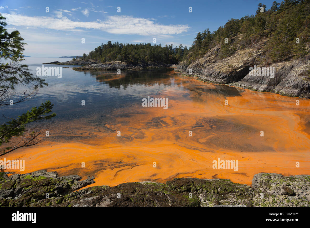 Algal bloom on the ocean. At Sechelt In British Columbia on Canada's west coast a concentration of algae makes the water orange. Stock Photo