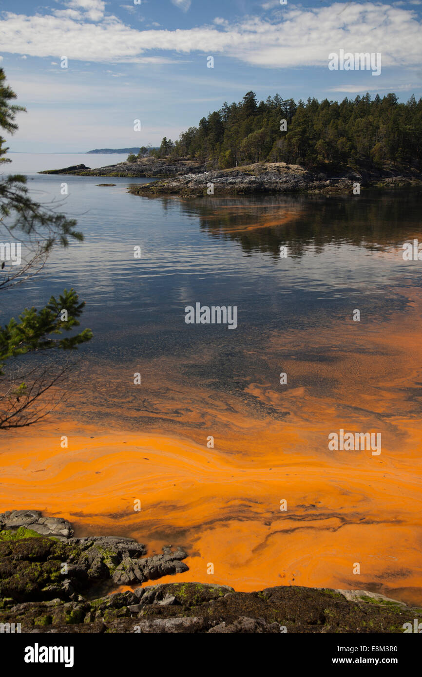 Algal bloom on the ocean. At Sechelt In British Columbia on Canada's west coast a concentration of algae makes the water orange. Stock Photo