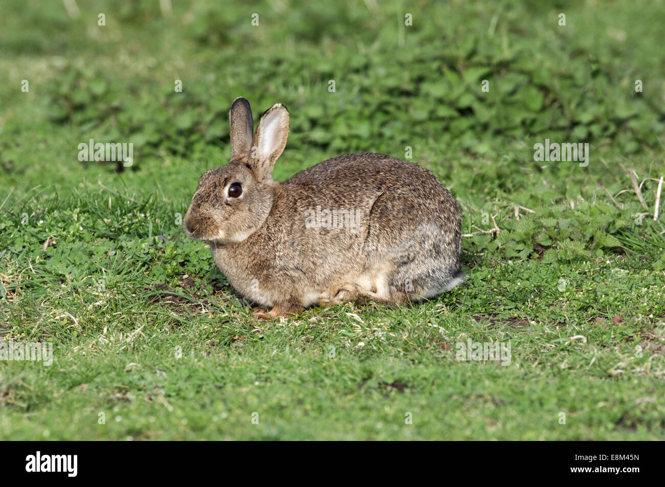 Rabbit - Oryctolagus cuniculus Stock Photo
