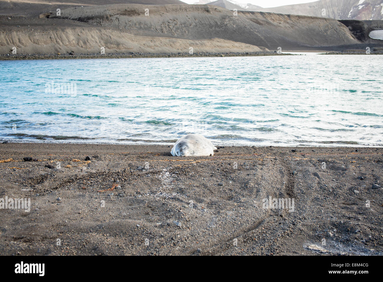 Weddell seal, Deception island, Antarctica Stock Photo