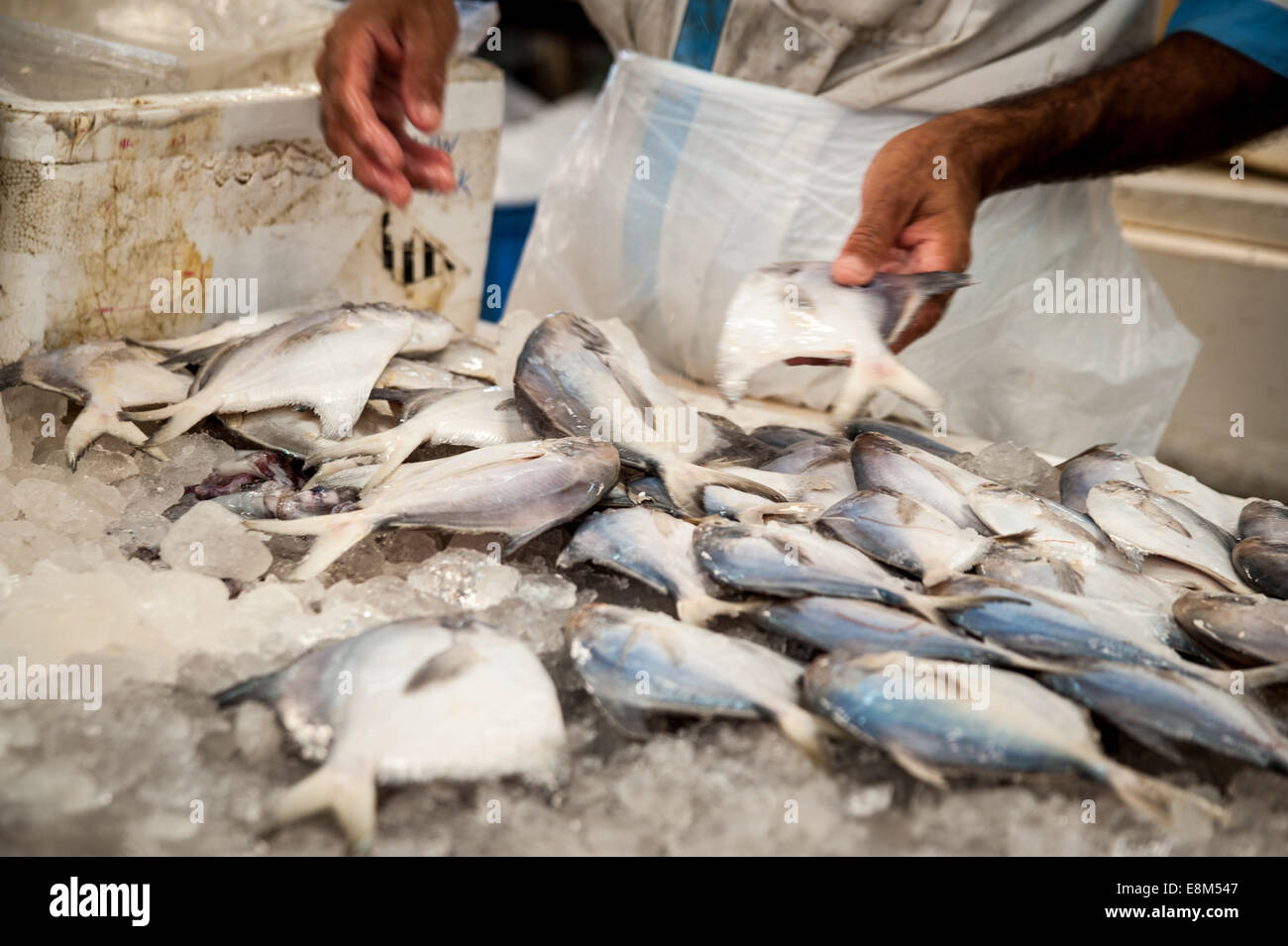 The Fish Market Dubai, United Arab Emirates Stock Photo Alamy